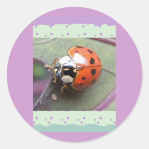 Stickers Ladybug