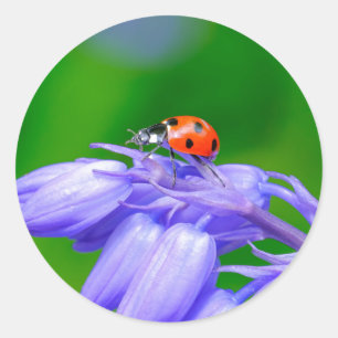 Stickers Ladybug sur Bluebells