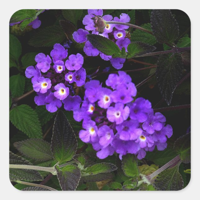 Stickers Lantana pourpre de piste #1 (Devant)
