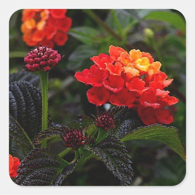 Stickers Lantana rouge orange #1-2 (Devant)