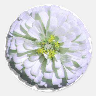 Stickers - Lemony White Zinnia