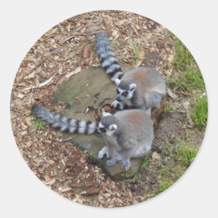 Stickers Lemur #1 à queue d'anneau