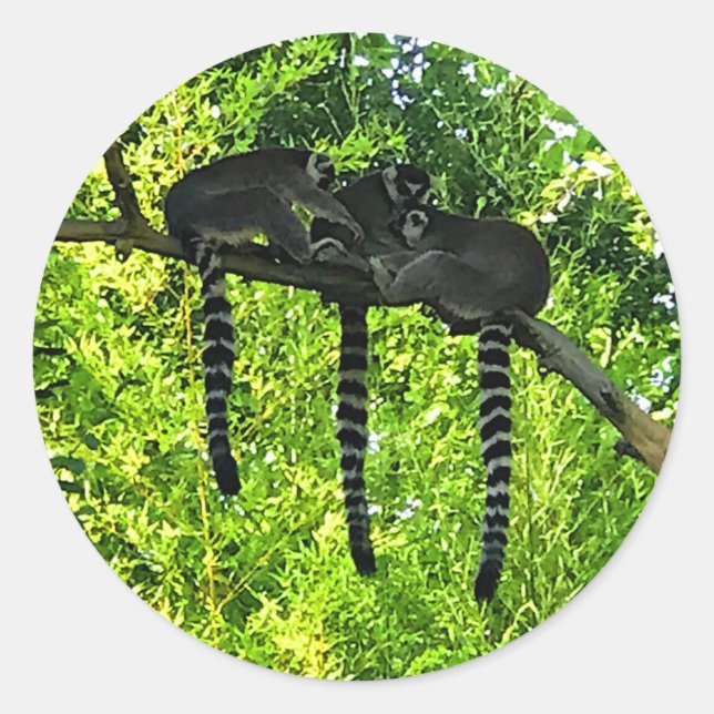 Stickers Lemur #3 à queue d'anneau (Devant)