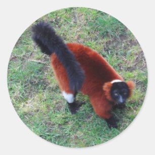 Stickers Lemur rouge Ruffé #1