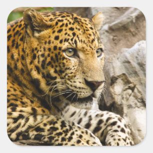 Stickers Leopard