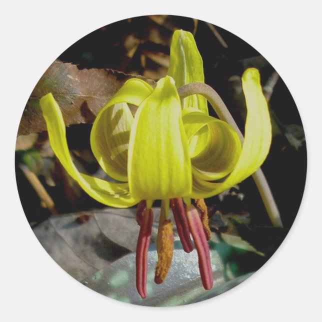 Stickers Lily de truite no 1 (Devant)