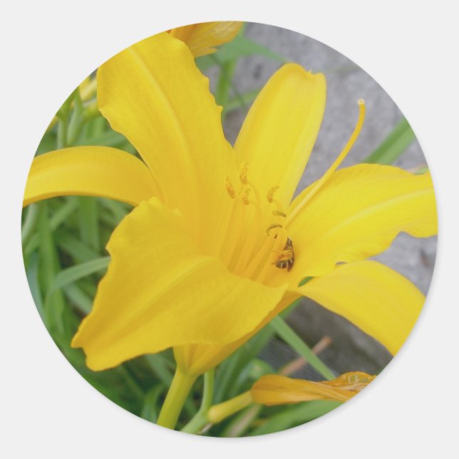 Stickers Lily jaune (Devant)