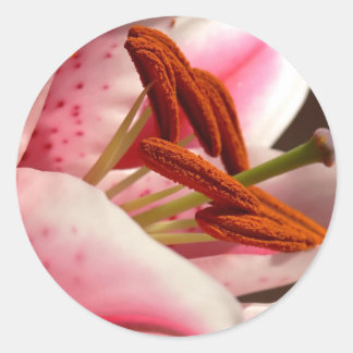 Stickers Lily Stargazer