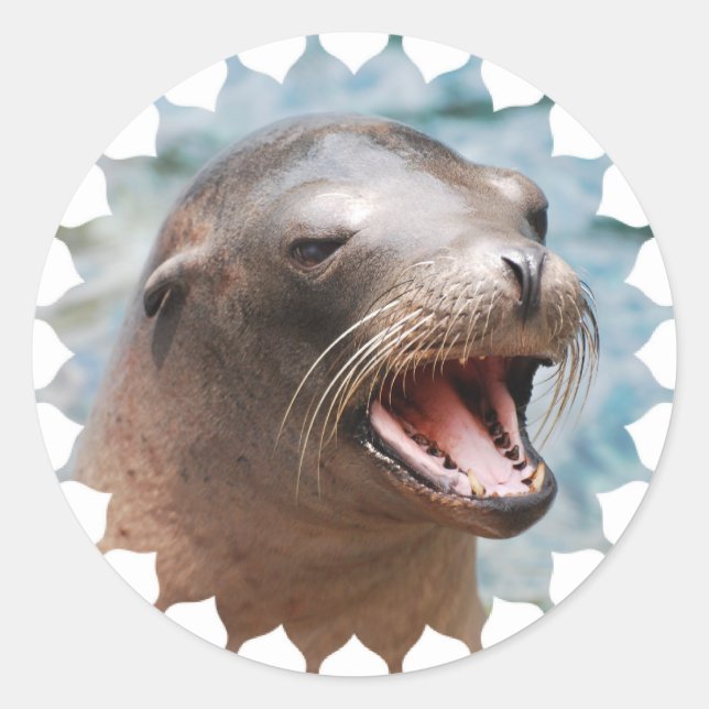 Stickers Lion de la mer de Californie (Devant)
