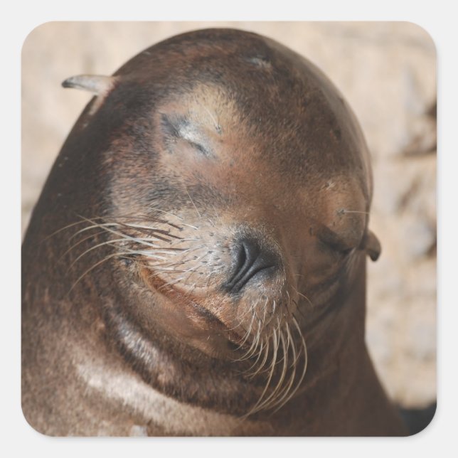 Stickers Lion de mer doux (Devant)