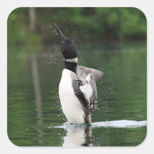 Stickers Loon