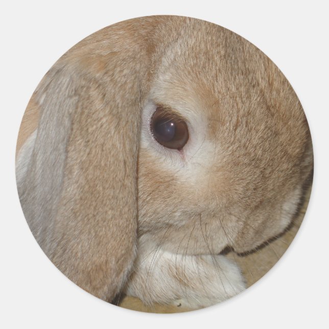 Stickers - Lop Earl Lapin nain (Devant)