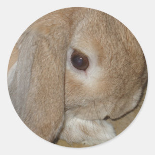 Stickers - Lop Earl Lapin nain