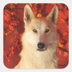Stickers Loup de l'Arctique