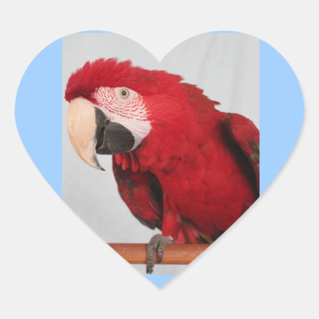 Stickers Macaw (Devant)