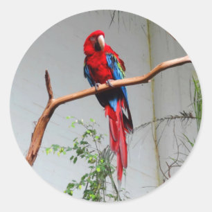 Stickers Macaw à ailes vertes #2