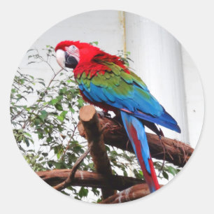 Stickers Macaw à ailes vertes #3