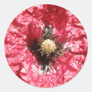 Stickers Macro à la fleur de coquelicot rouge