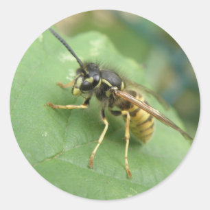 Stickers Macro Hoverfly