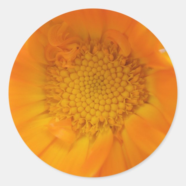 Stickers Macro Orange Marigold (Devant)