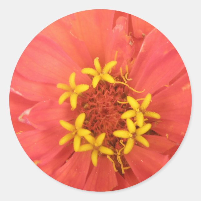 Stickers Macro Red Zinnia (Devant)