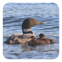 Stickers Maine Loon