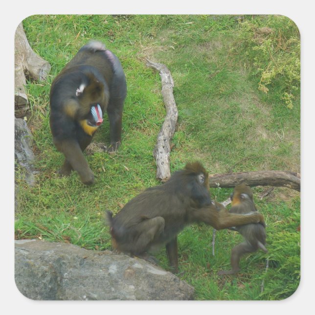Stickers Mandrill #6 (Devant)