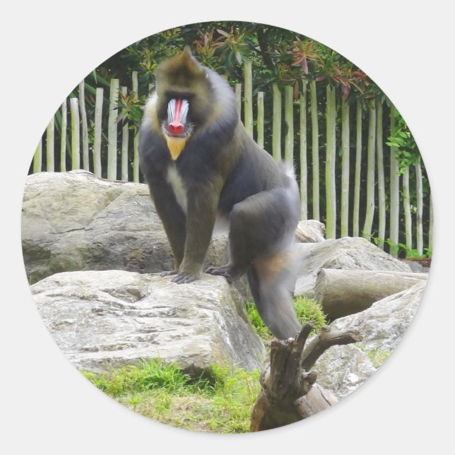 Stickers Mandrill #8 (Devant)
