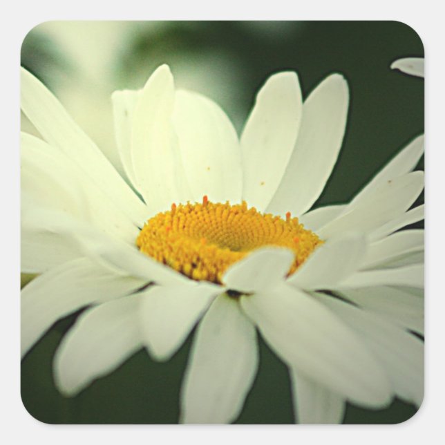Stickers marguerite (Devant)