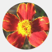 Stickers Marigold Flower
