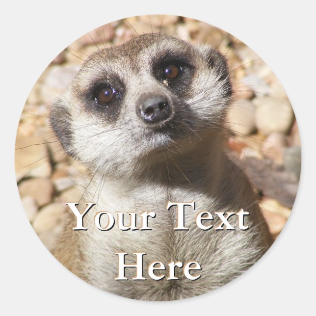 Stickers Meerkat (Devant)