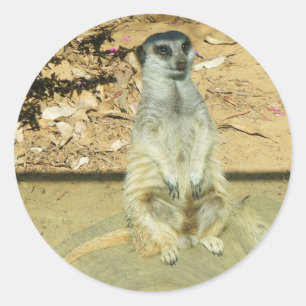Stickers Meerkat #1