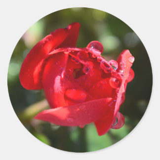 Stickers Miniature Rouge Rose