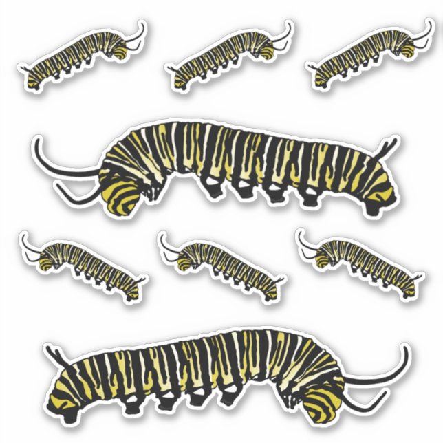Stickers Monarque Papillon Caterpillar Illustré (Devant)