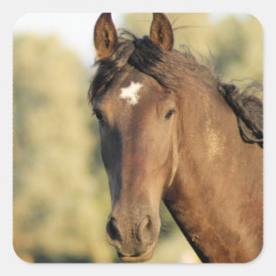 Stickers Morgan Horse