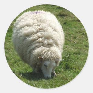 Stickers mouton