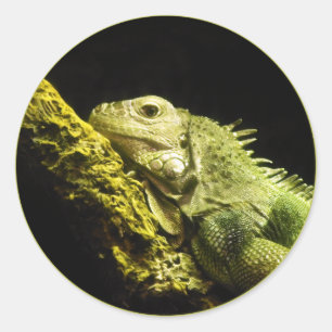 Stickers Noble Iguana