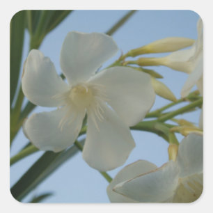 Stickers Oleander Blanc