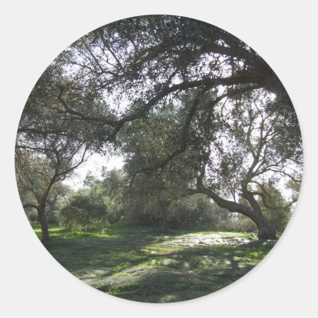 Stickers Olive Grove (Devant)