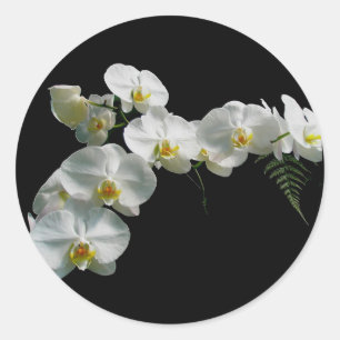 Stickers Orchidée Blanche