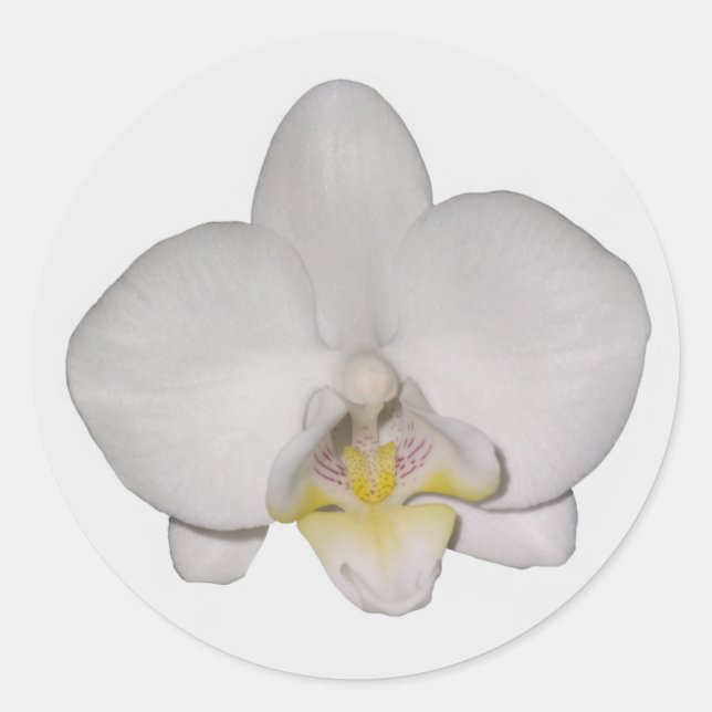 Stickers Orchidée Blanche (Devant)