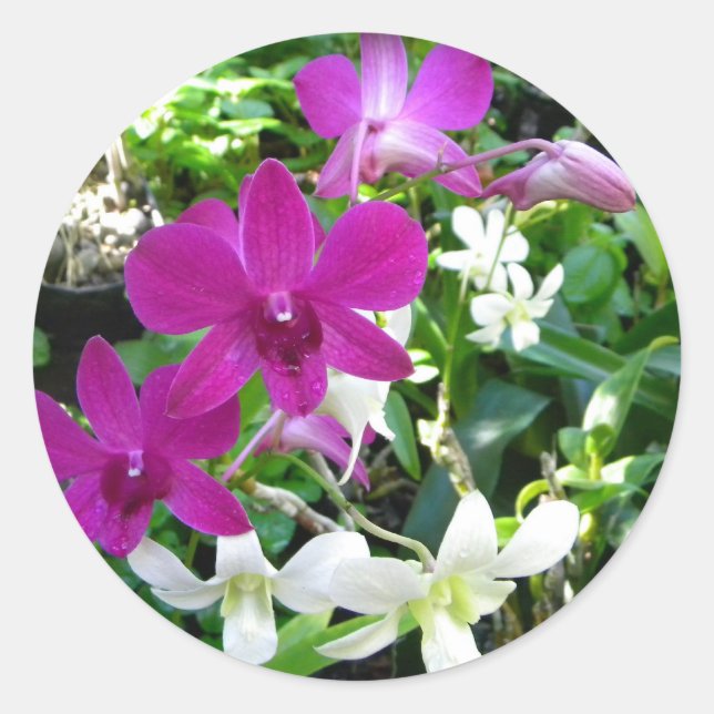 Stickers Orchidées Magenta (Devant)
