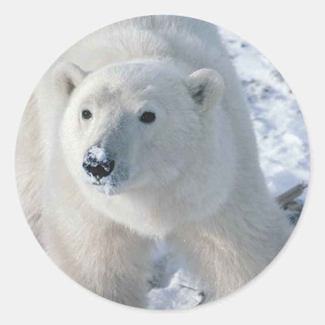 Stickers Ours Polaire (Devant)