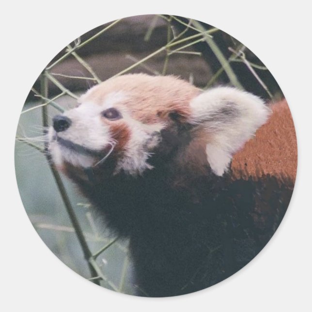 Stickers Panda Rouge (Devant)