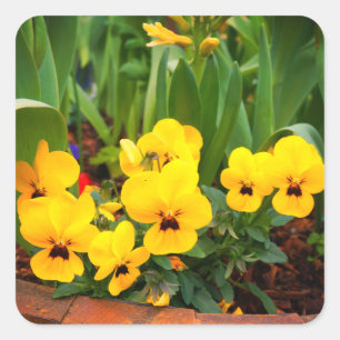 Stickers Pansy Jaune #1