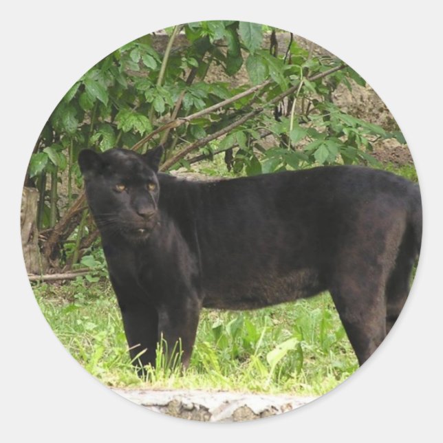 Stickers Panther (Devant)