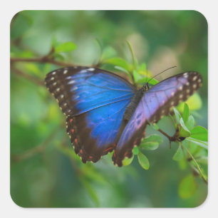 Stickers Papillon bleu