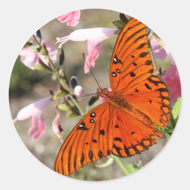 Stickers Papillon Fritillaire du Golfe (Devant)
