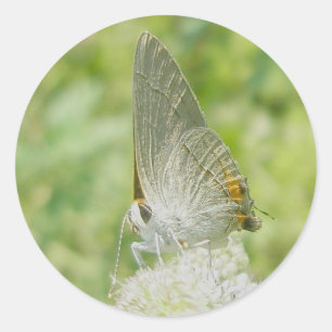 Stickers papillon gris Hairstreak