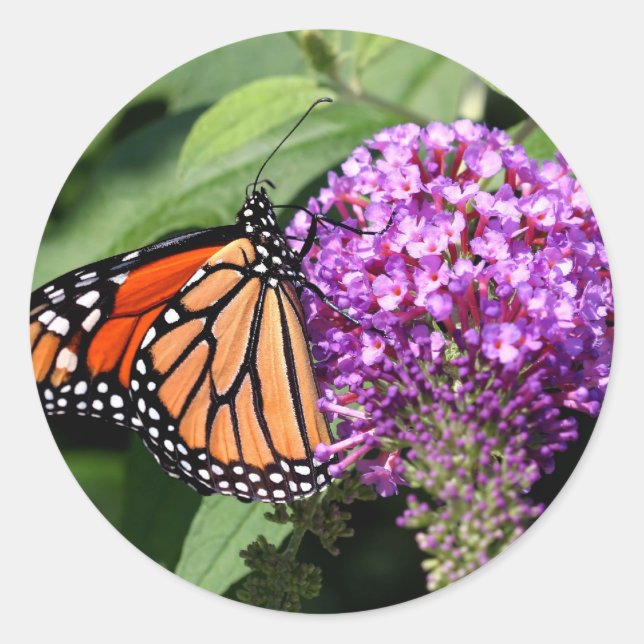 Stickers papillon Monarque (Devant)